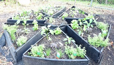 The Pizza Garden made with Grow Beds