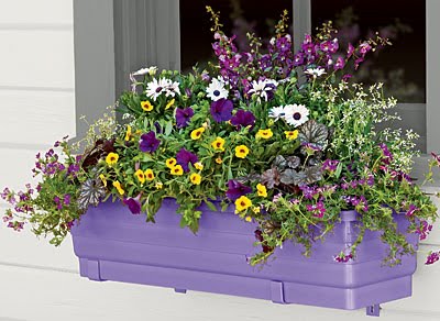 New Self-Watering Windowbox in grape color