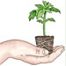 Repot a Tomato Seedling