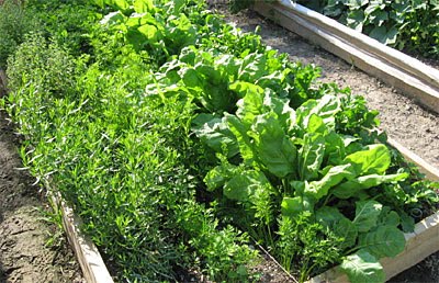 Raised Bed planted with Seed Tape