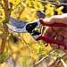 Spring Pruning Basics