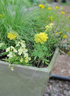 Marigold Makeover