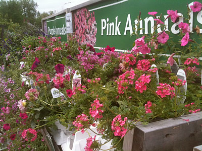 Annuals at Gardener's Supply in Burlington, VT