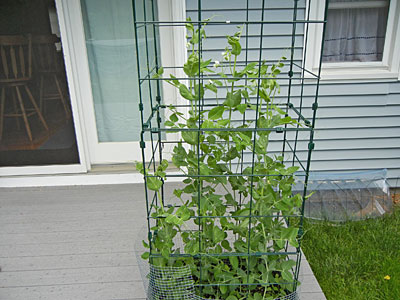 Tomato Success Kit with peas