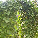 Pole Bean Garden Art