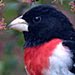 Attract Bug-Eating Birds