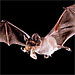 Why Bats are Beneficial