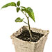 Feed That Seedling!