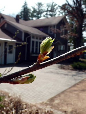 Cherry tree