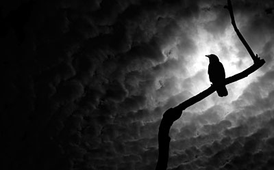 crow
