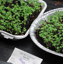 microgreens