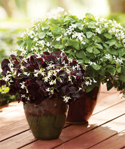 Oxalis Oxalis instead of impatiens